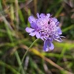 Scabiosa canescens Blüte