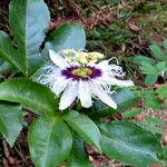 Passiflora edulis Kwiat