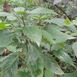 Ruellia brevifolia অভ্যাস