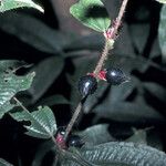 Miconia mayeta Fruchs