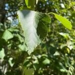 Betula pubescens Leaf