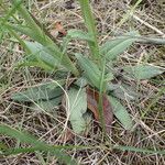 Ophrys virescens Habitus