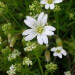 Cerastium arvense Flor