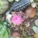 Gymnocalycium anisitsii Кветка