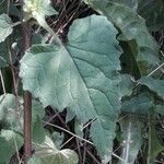 Campanula trachelium Leaf