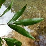 Arthroclianthus angustifolius Leaf