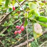 Berberis vulgarisFruit