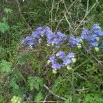 Phacelia congesta Habitus