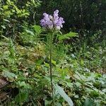 Prunella hastifolia Fula