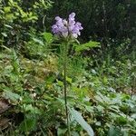 Prunella hastifolia Cvet