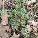 Sanguisorba minorList