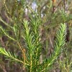 Banksia ericifolia Feuille