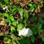 Thunbergia laevis Blad