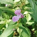 Impatiens glanduliferaᱵᱟᱦᱟ