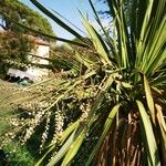 Cordyline australisЛист