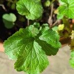 Geum macrophyllumYaprak