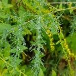 Asparagus officinalis Blad