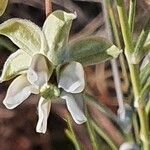 Gomphocarpus integer Flower