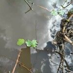 Hydrocotyle ranunculoides葉