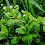 Stellaria neglecta Habitus