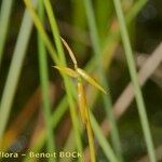 Carex pauciflora Frucht