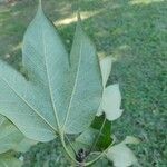 Sterculia apetala Leaf