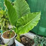 Colocasia gigantea Leaf