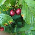 Crataegus punctata Fruit