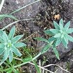 Galium maritimum Leaf