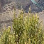 Ephedra viridis Habit