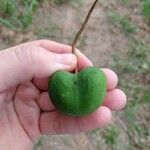 Ungnadia speciosa Fruit