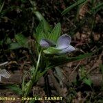Viola jordanii 花