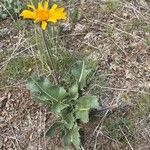 Balsamorhiza sagittataFolha