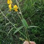 Crotalaria juncea 葉