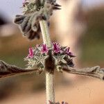 Marrubium alysson Kvet