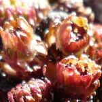 Saxifraga boussingaultii Цветок