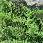 Cystopteris alpina Leaf