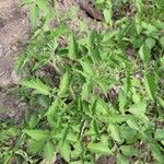 Solanum betaceum Leaf