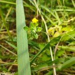 Medicago lupulina Flower