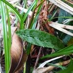 Eulophia maculata Feuille