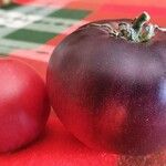 Solanum lycopersicum Frucht