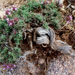 Thymus munbyanus Otro