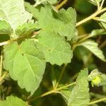 Croton trinitatis Leaf