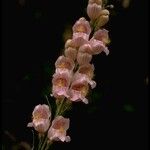 Penstemon palmeri Flor