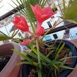 Cyrtanthus elatus Flower