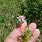 Malva setigera Blüte