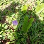 Ruellia ciliatiflora Liść