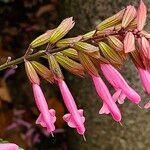 Salvia involucrata Outro