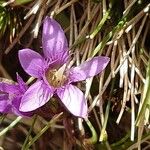 Gentianella germanica Flor
