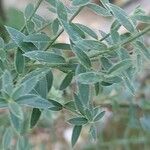 Genista tinctoria List